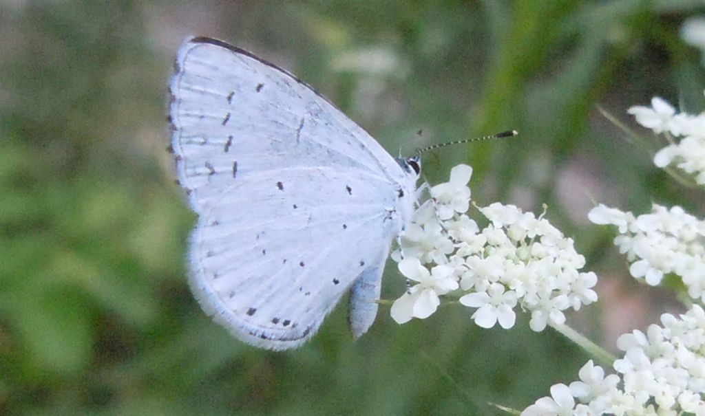 Celastrina argiolus?